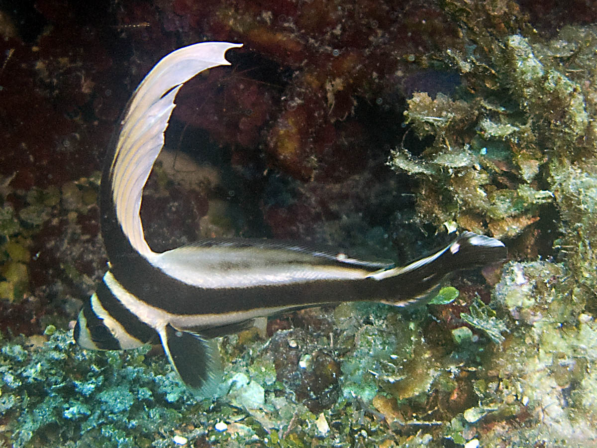 Spotted drum (juvenile)